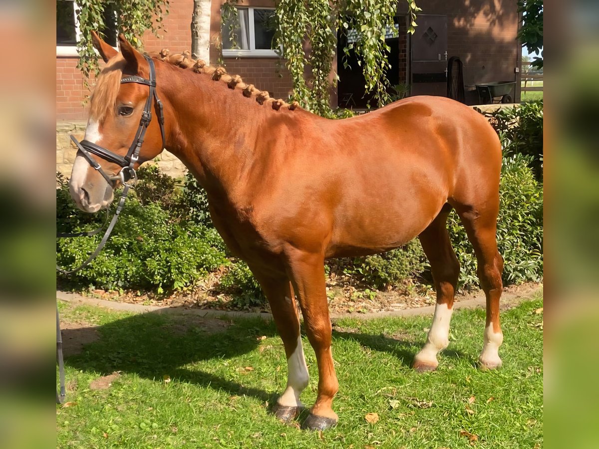 Sonstige Rassen Wallach 5 Jahre 146 cm Fuchs in Hopsten Sonstige Rassen Wallach 5 Jahre 146 cm Fuchs in Hopsten