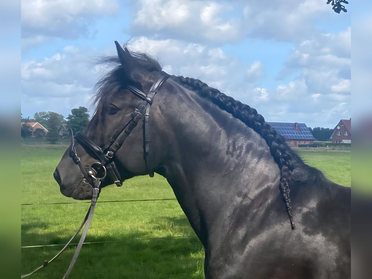 Sonstige Rassen Wallach 5 Jahre 155 cm Rappe in Hopsten
