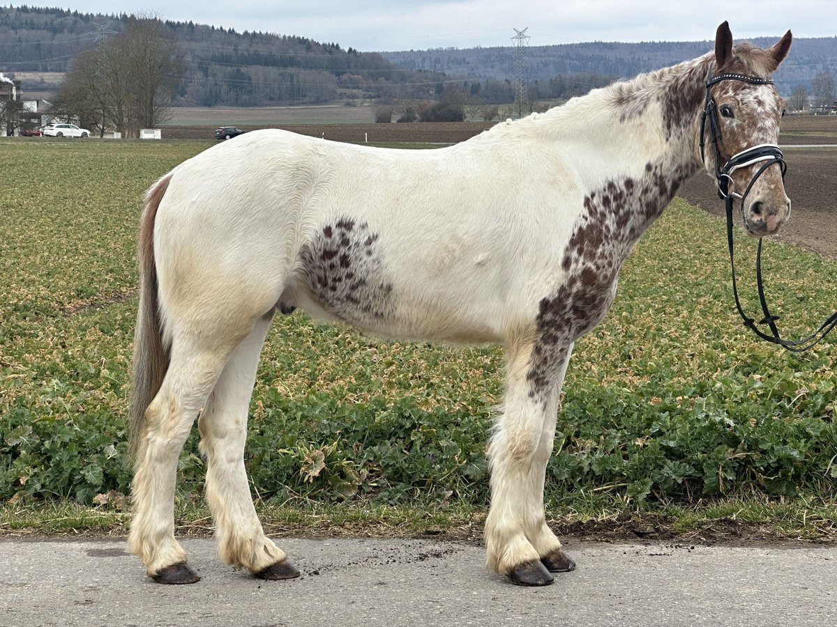 Sonstige Rassen Mix Wallach 5 Jahre 155 cm Schecke in Riedlingen