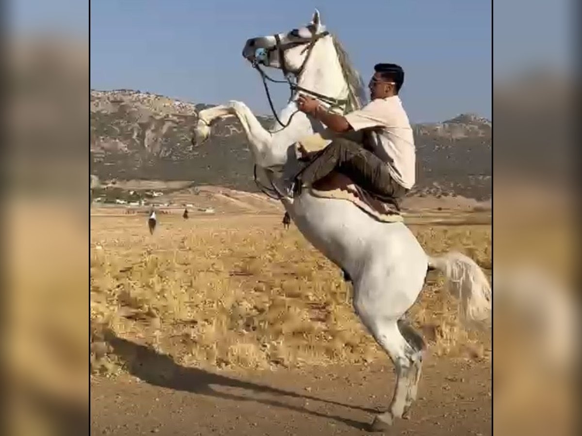Sonstige Rassen Mix Wallach 5 Jahre 155 cm White in Dubai Sonstige Rassen Mix Wallach 5 Jahre 155 cm White in Dubai