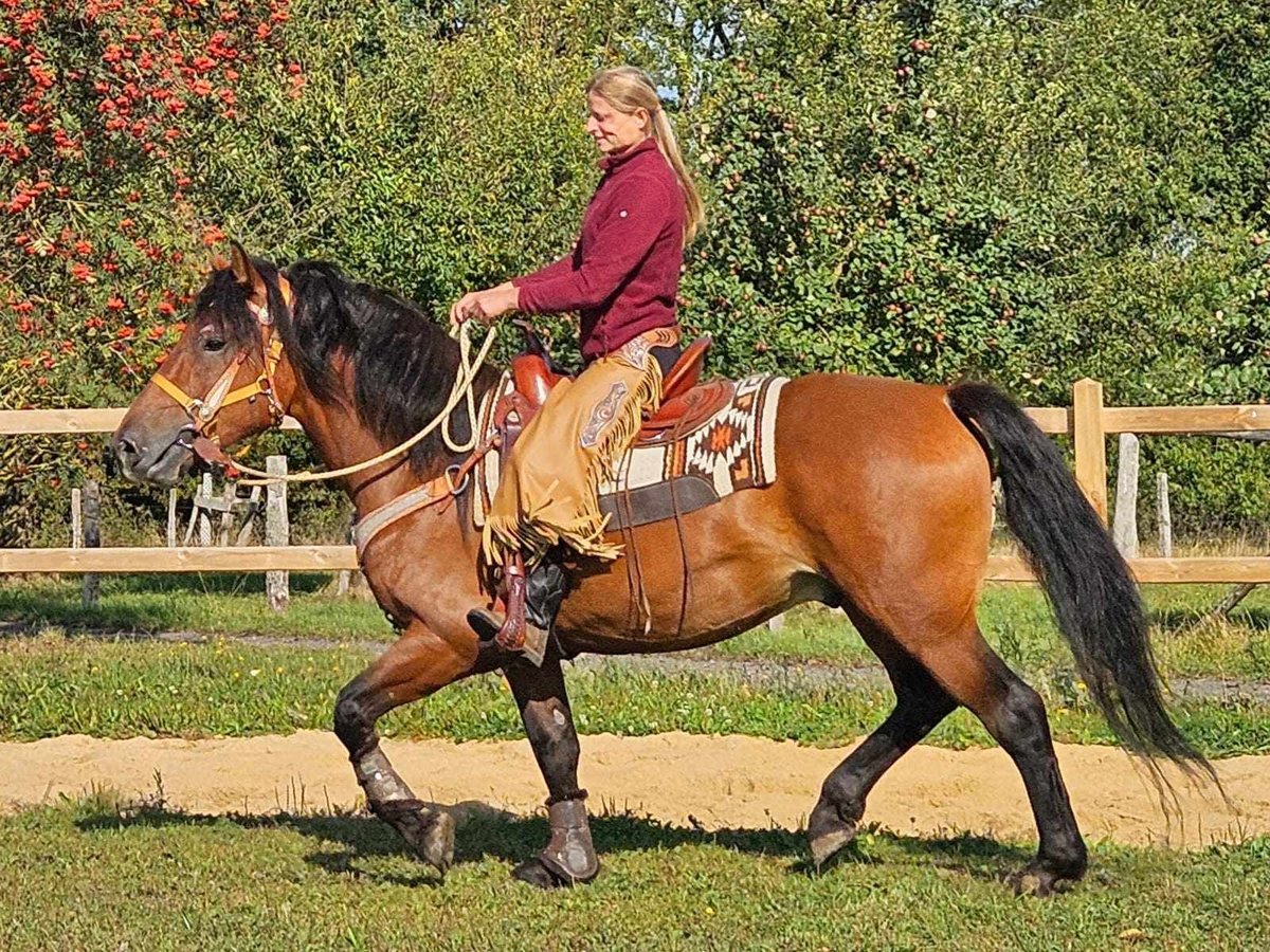 Sonstige Rassen Wallach 5 Jahre 156 cm Brauner in Linkenbach