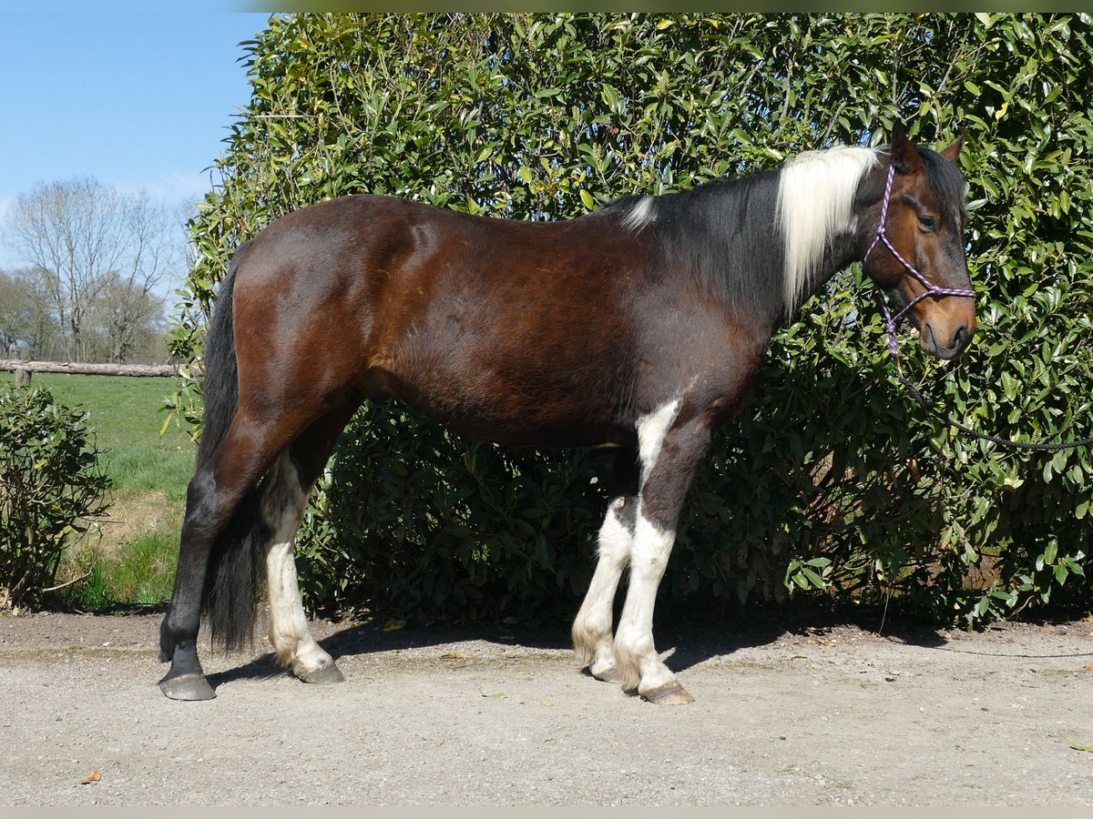 Sonstige Rassen Wallach 5 Jahre 158 cm Schecke in Lathen