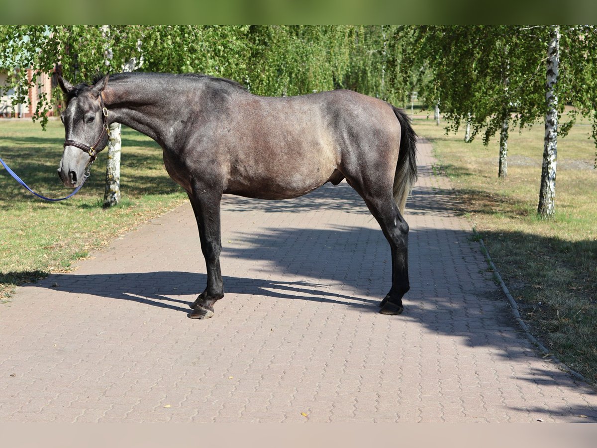 Sonstige Rassen Wallach 5 Jahre 164 cm Schimmel in GROTE-BROGEL