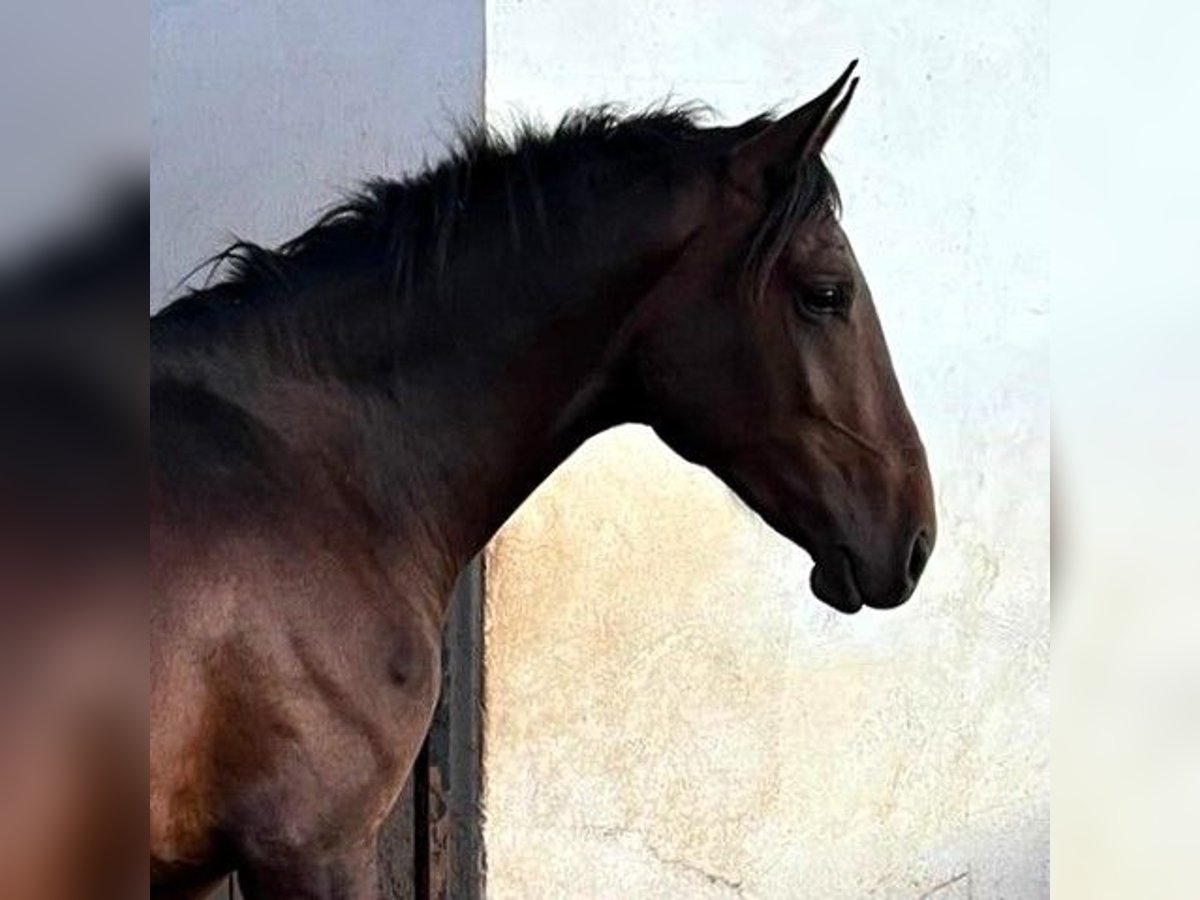 Sonstige Rassen Mix Wallach 5 Jahre 165 cm Rotbrauner in Sevilla