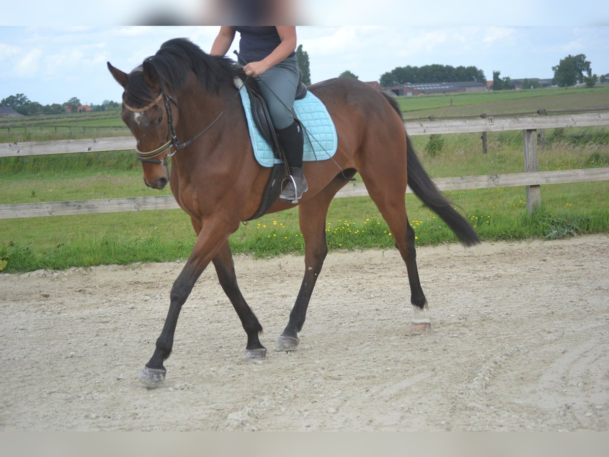 Sonstige Rassen Wallach 5 Jahre 166 cm Brauner in Breda