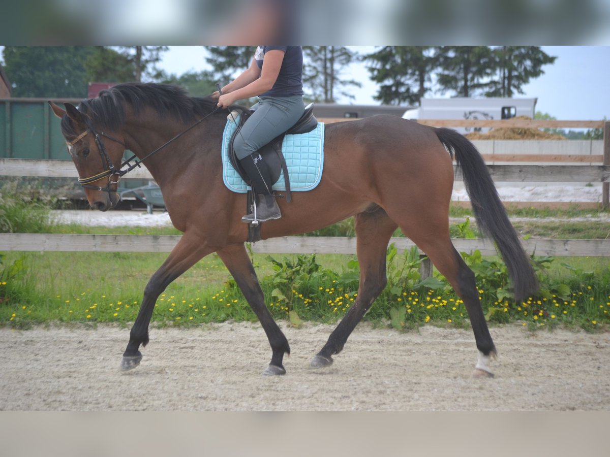 Sonstige Rassen Wallach 5 Jahre 167 cm Brauner in Breda