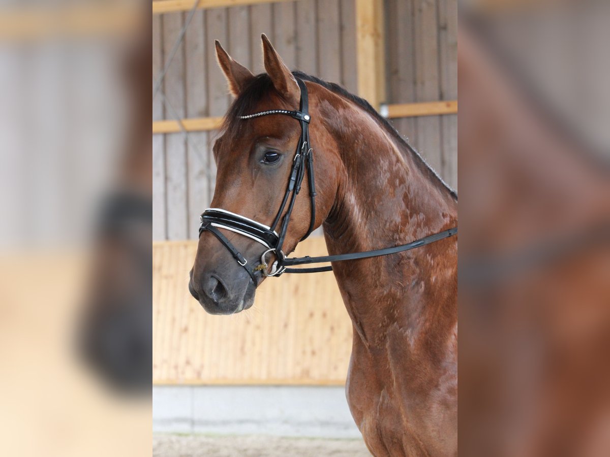 Sonstige Rassen Wallach 5 Jahre 167 cm Hellbrauner in Schw&#xE4;bisch Hall
