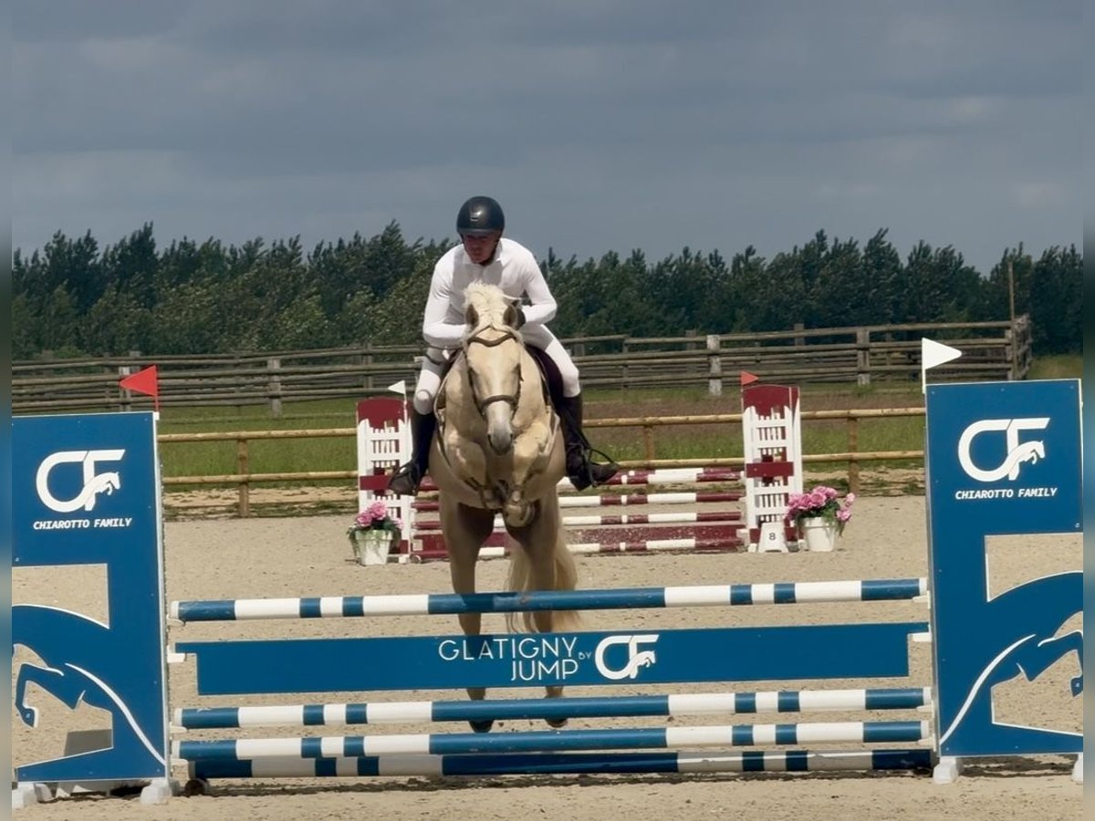 Sonstige Rassen Mix Wallach 5 Jahre 170 cm Palomino in Metz