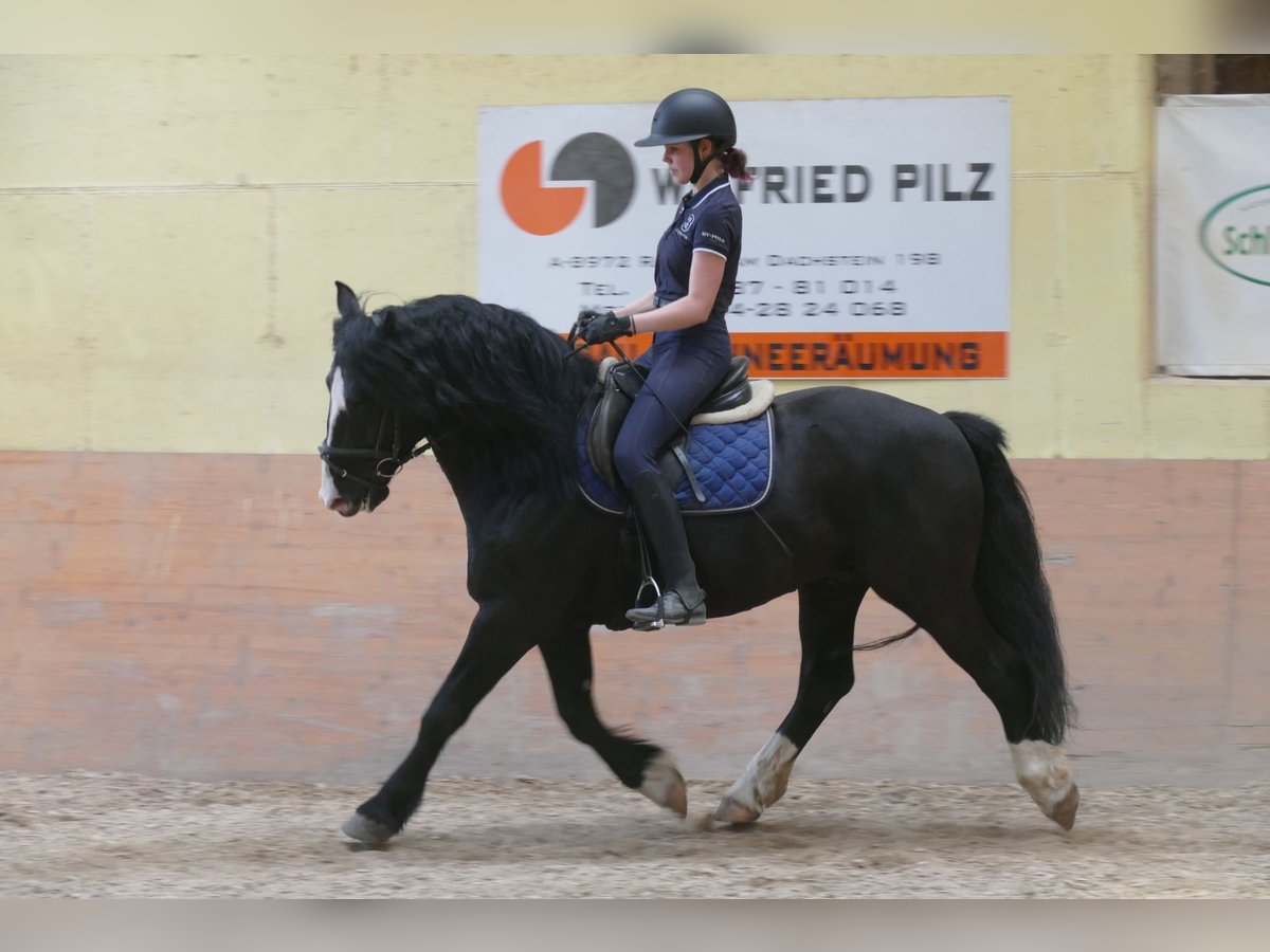 Sonstige Rassen Wallach 6 Jahre 154 cm Rappe in Ramsau