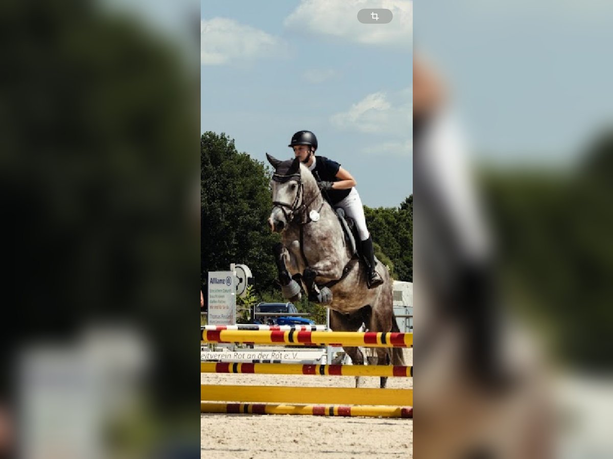 Sonstige Rassen Wallach 6 Jahre 154 cm Schimmel in Friedrichshafen
