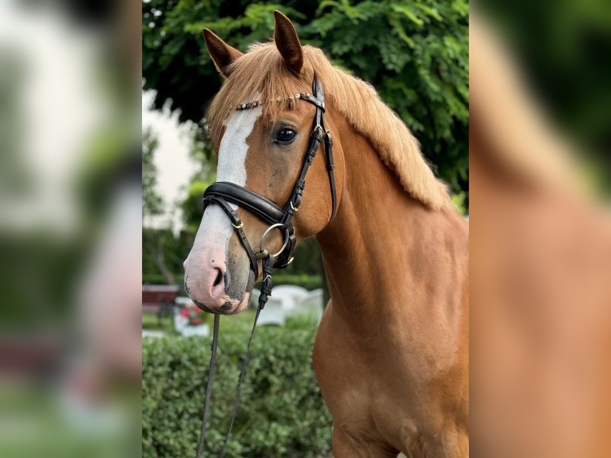 Sonstige Rassen Wallach 6 Jahre 160 cm Fuchs in Wschowa