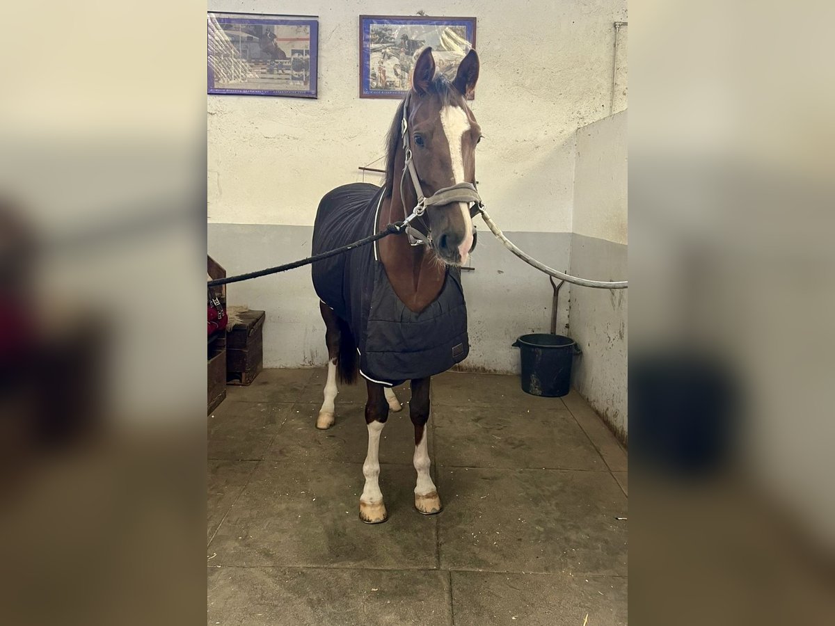 Sonstige Rassen Mix Wallach 6 Jahre 163 cm Dunkelfuchs in Pero viseu