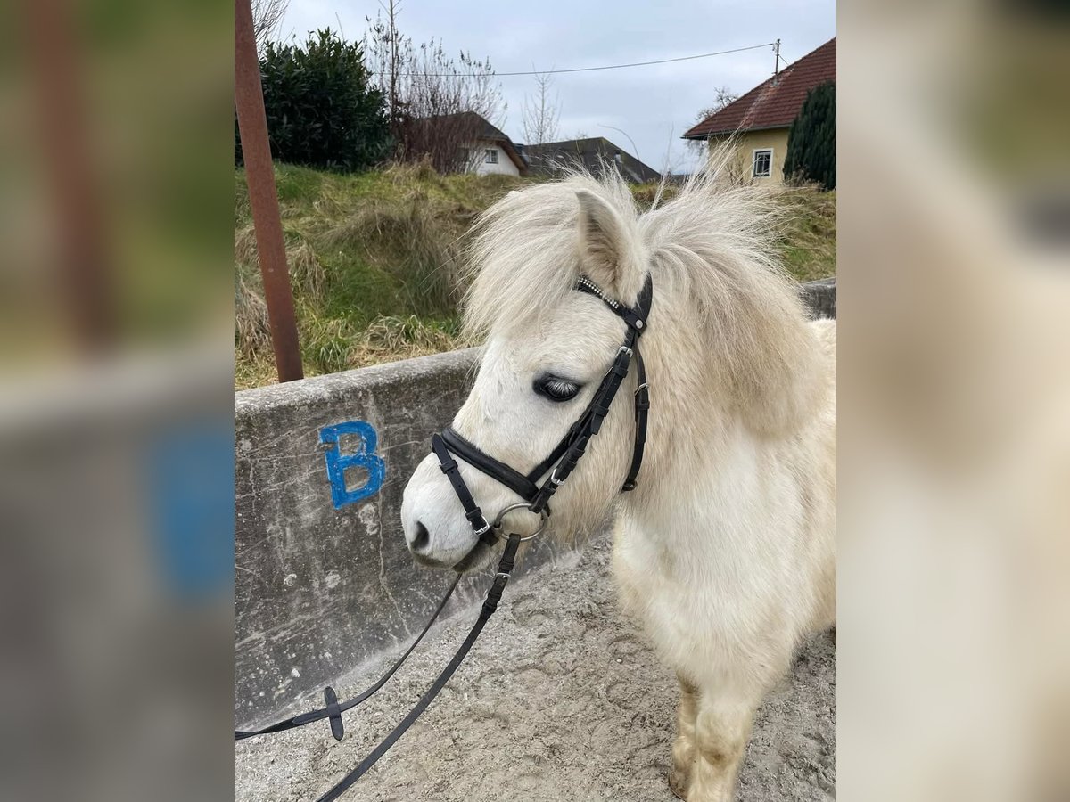 Sonstige Rassen Wallach 7 Jahre 105 cm Schecke in Haselbach