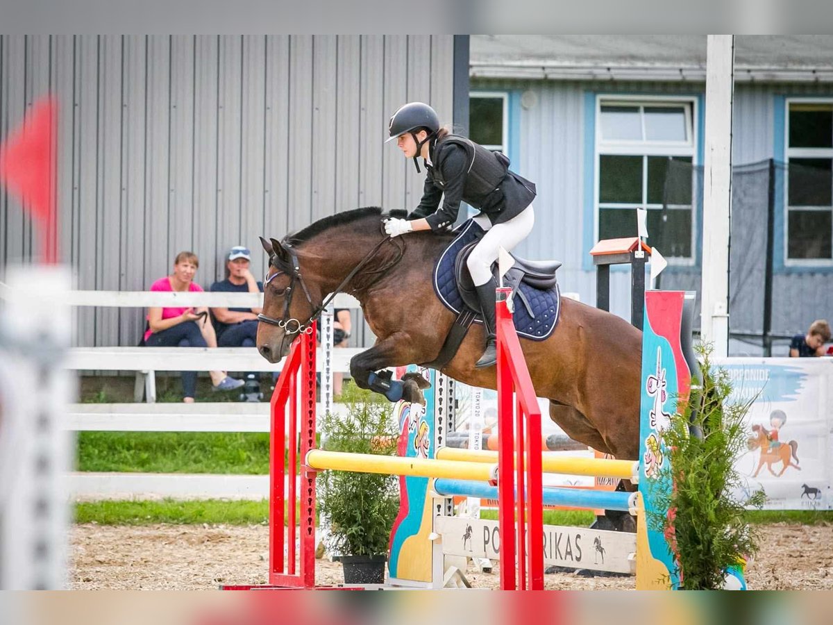 Sonstige Rassen Wallach 7 Jahre 140 cm in Tartu