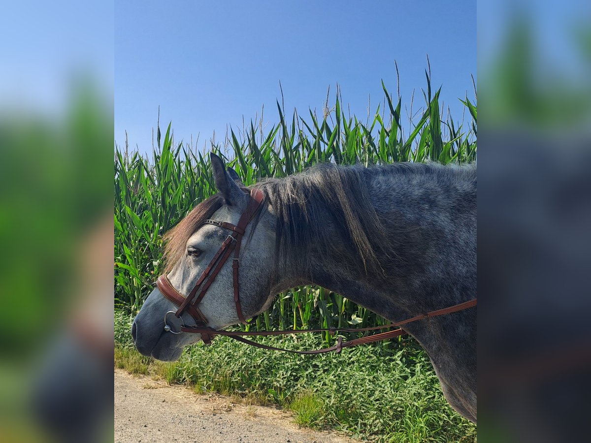 Sonstige Rassen Wallach 7 Jahre 143 cm Apfelschimmel in Oberostendorf