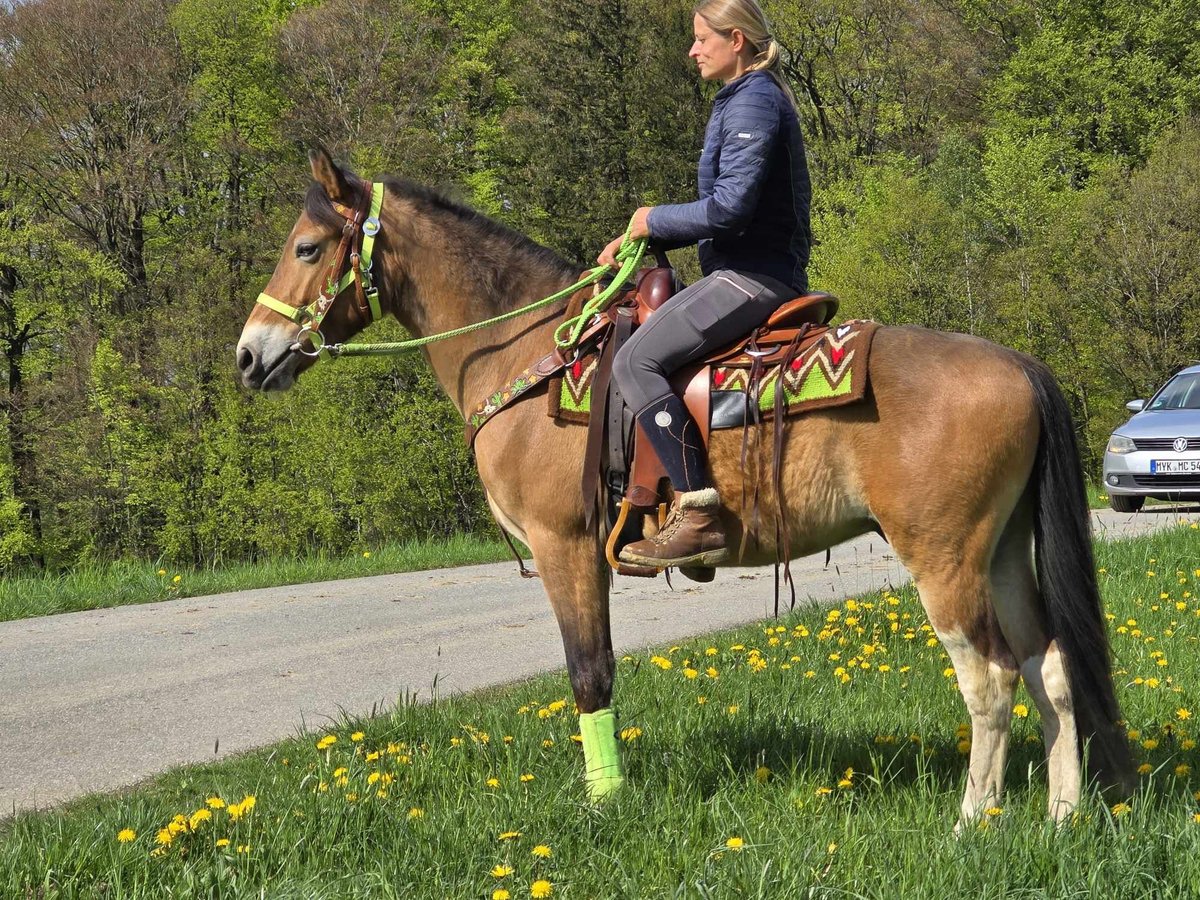 Sonstige Rassen Wallach 7 Jahre 152 cm Brauner in Linkenbach