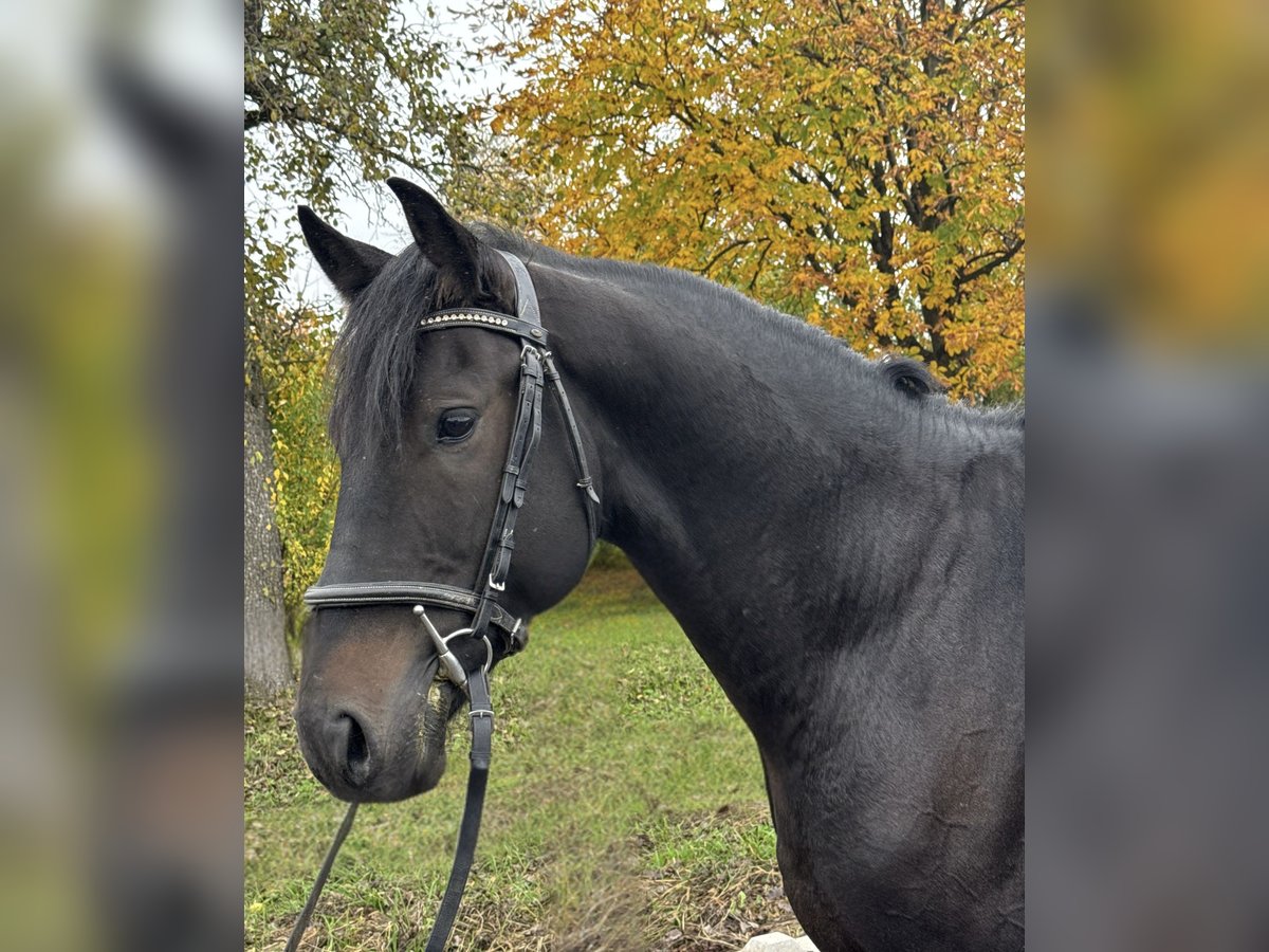 Sonstige Rassen Mix Wallach 7 Jahre 158 cm Rappe in Haag Dorf