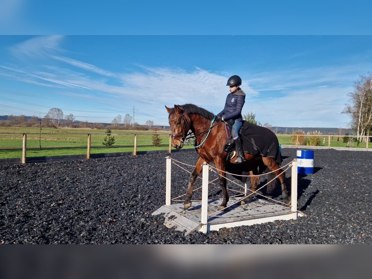 Sonstige Rassen Wallach 7 Jahre 163 cm Brauner in Babenhausen