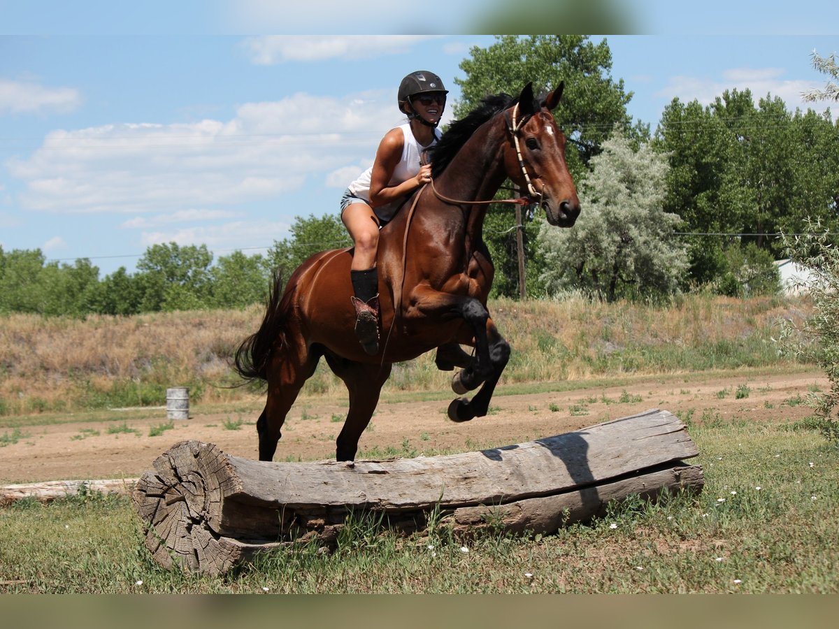 Sonstige Rassen Wallach 7 Jahre 168 cm Rotbrauner in Fort Collins