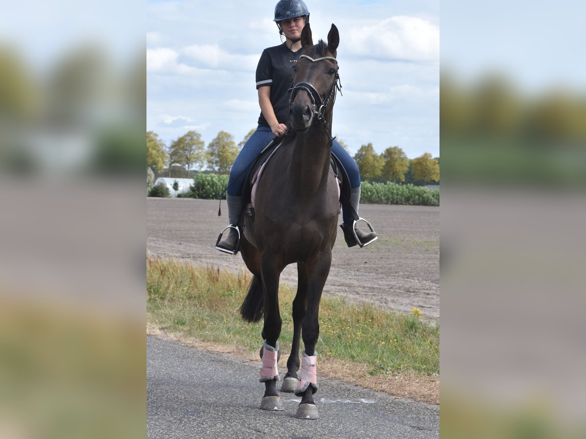 Sonstige Rassen Wallach 7 Jahre 170 cm Dunkelbrauner in Achtmaal