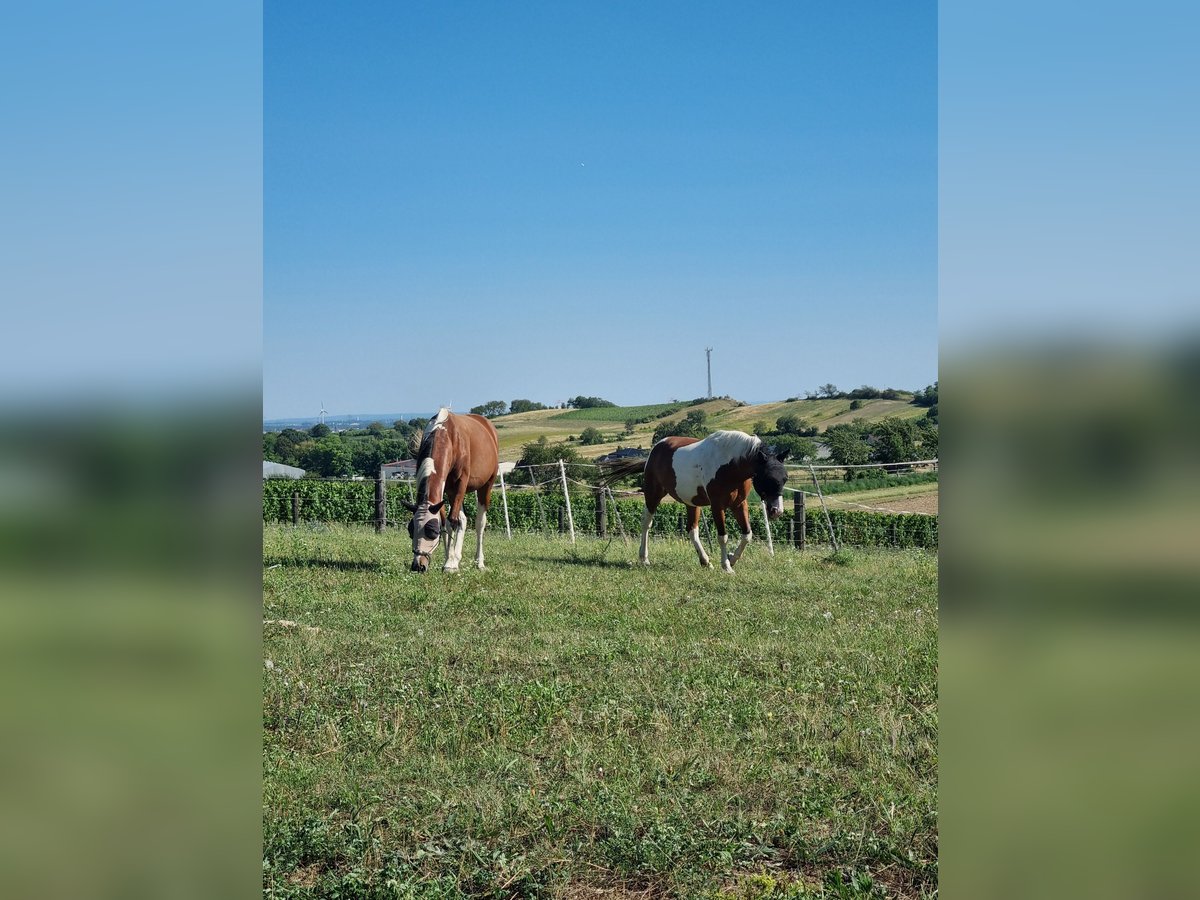 Sonstige Rassen Wallach 7 Jahre in Putzing Sonstige Rassen Wallach 7 Jahre in Putzing