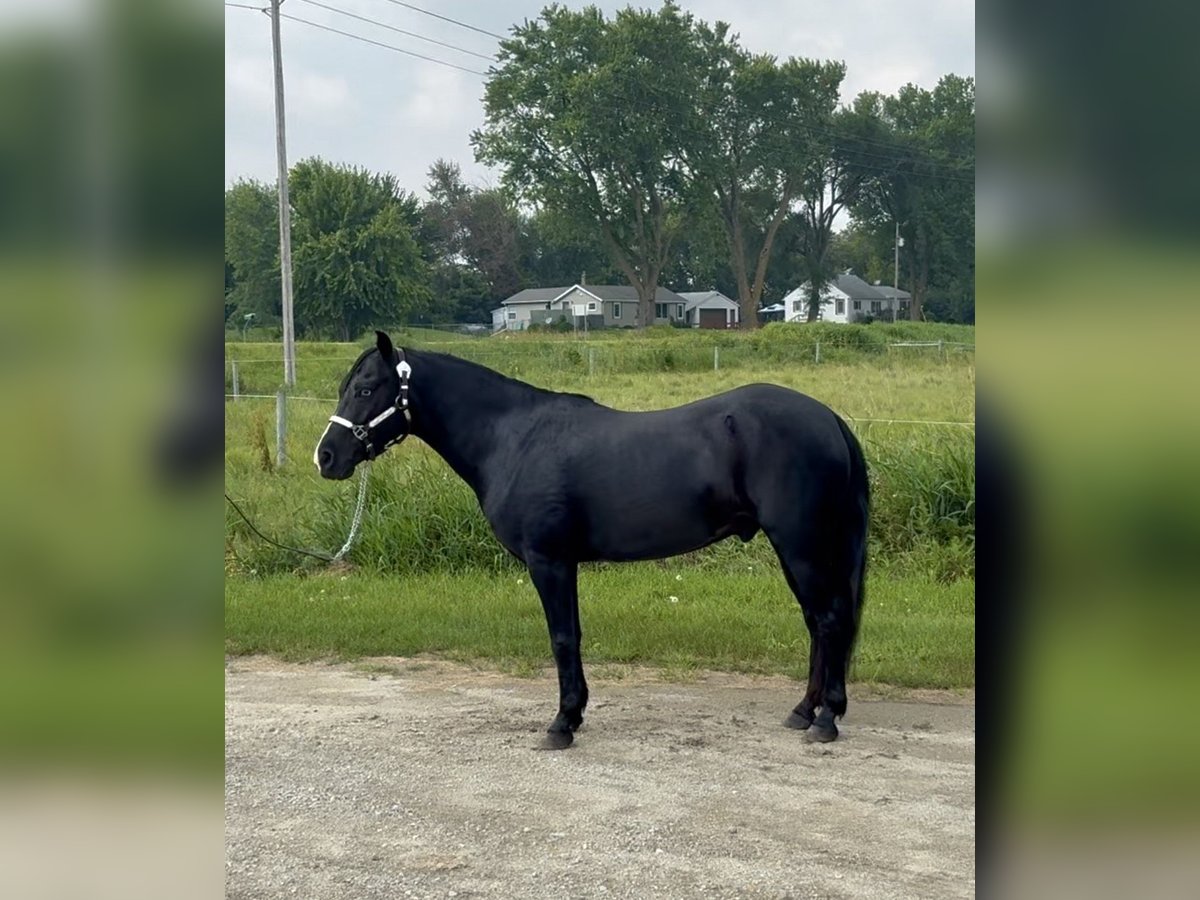 Sonstige Rassen Wallach 7 Jahre Rappe in Rochester