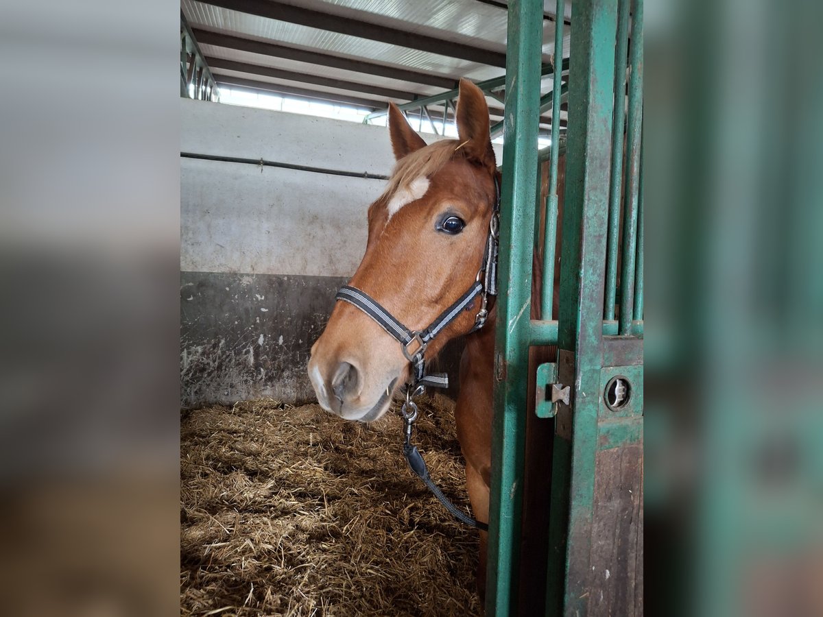 Sonstige Rassen Mix Wallach 8 Jahre 144 cm Fuchs in Naundorf