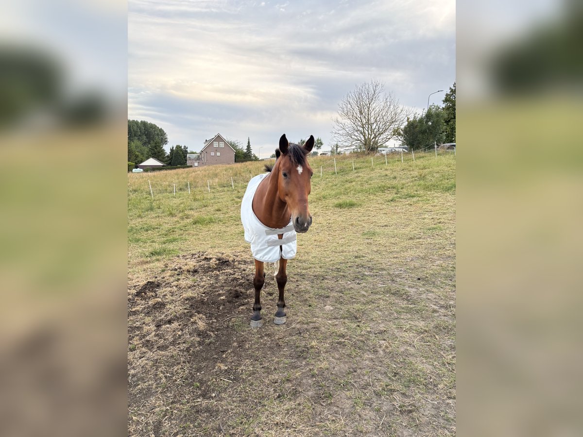 Sonstige Rassen Mix Wallach 8 Jahre 145 cm Brauner in Vijfhuizen