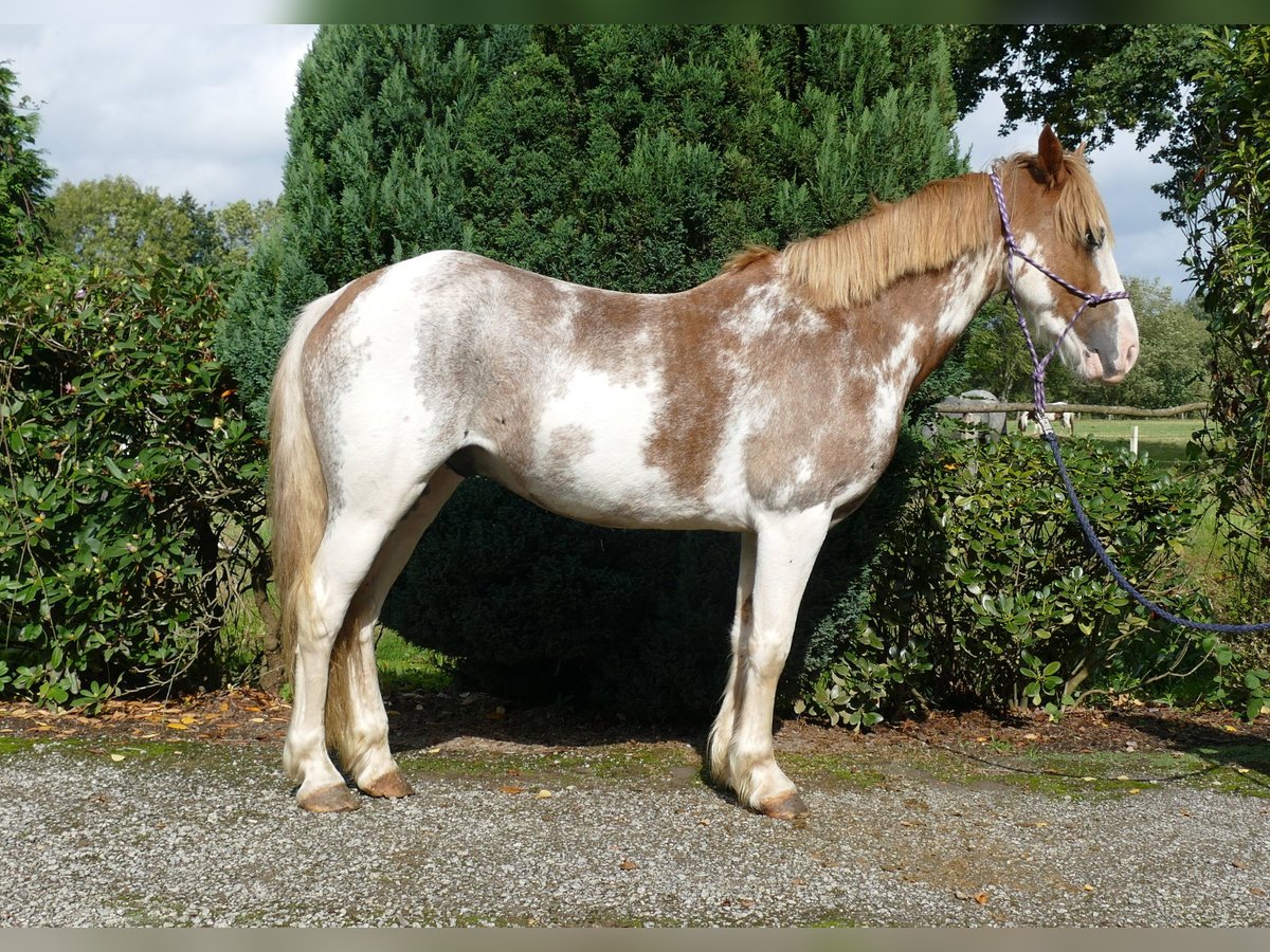 Sonstige Rassen Wallach 8 Jahre 145 cm Overo-alle-Farben in Lathen