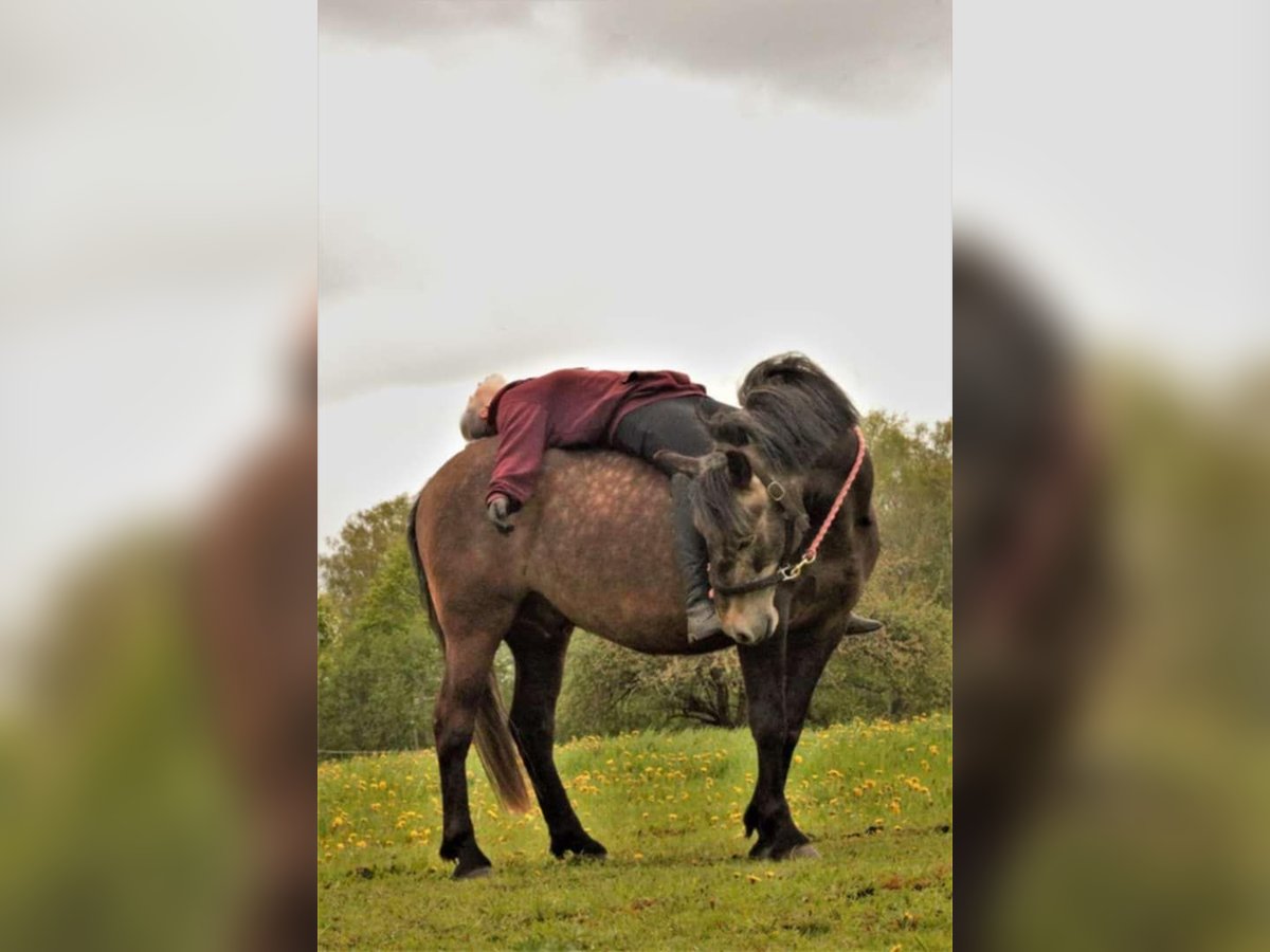 Sonstige Rassen Wallach 9 Jahre 156 cm in Raplamaa