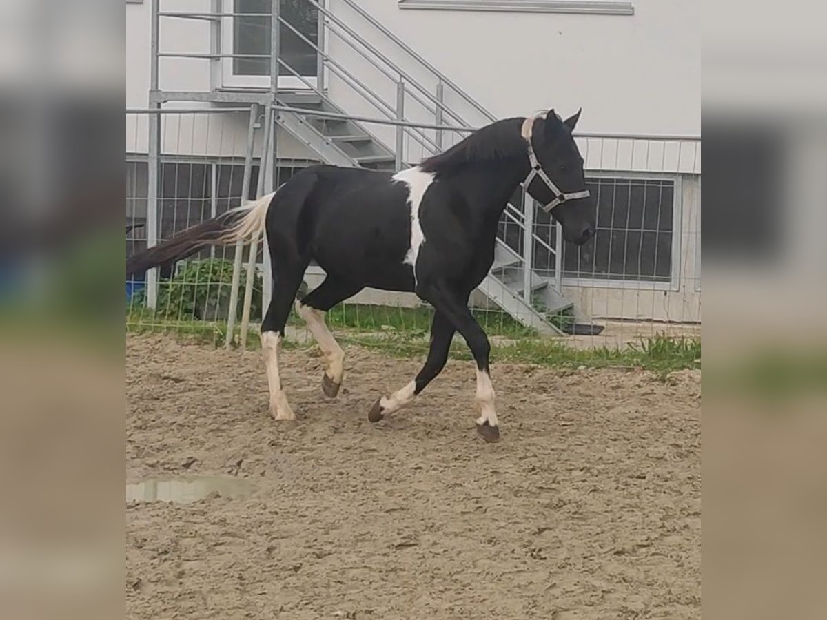 Sonstige Rassen Mix Wallach 9 Jahre 157 cm Schecke in Lage