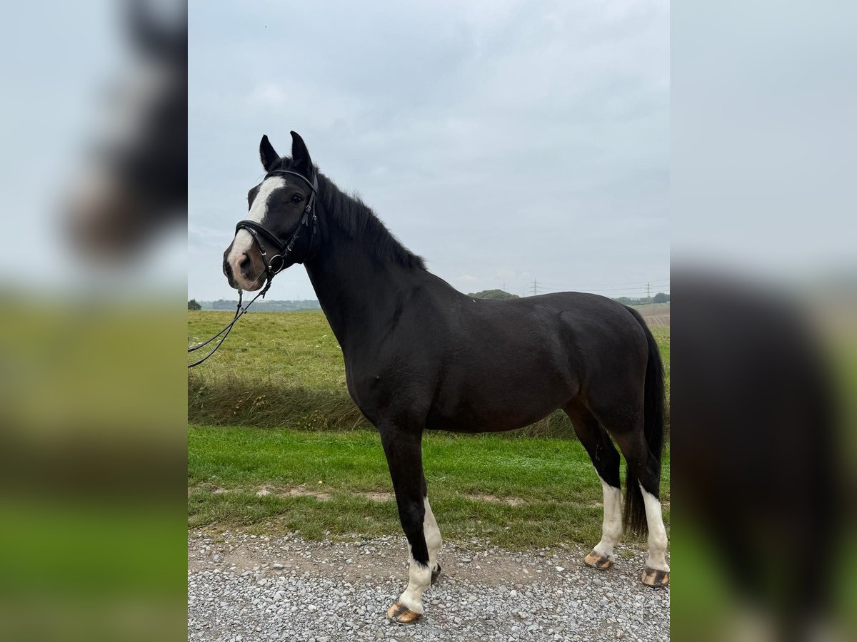 Sonstige Rassen Wallach 9 Jahre 165 cm Rappe in Mettmann Sonstige Rassen Wallach 9 Jahre 165 cm Rappe in Mettmann