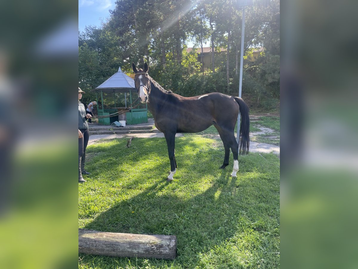 Sonstige Rassen Mix Wallach 9 Jahre 165 cm Rappe in Senovo
