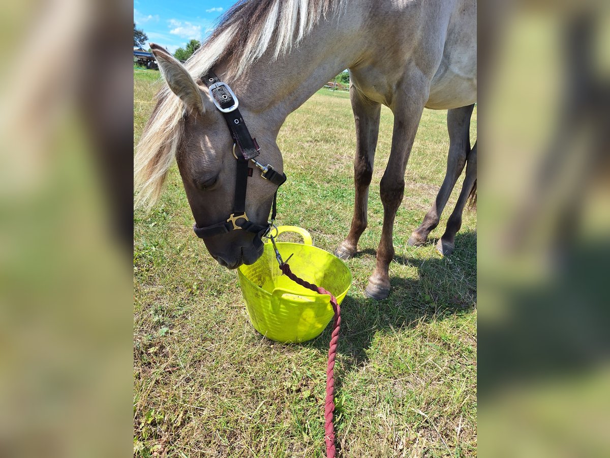 Sorraia Gelding 2 years 13,1 hh Dun in Berlin