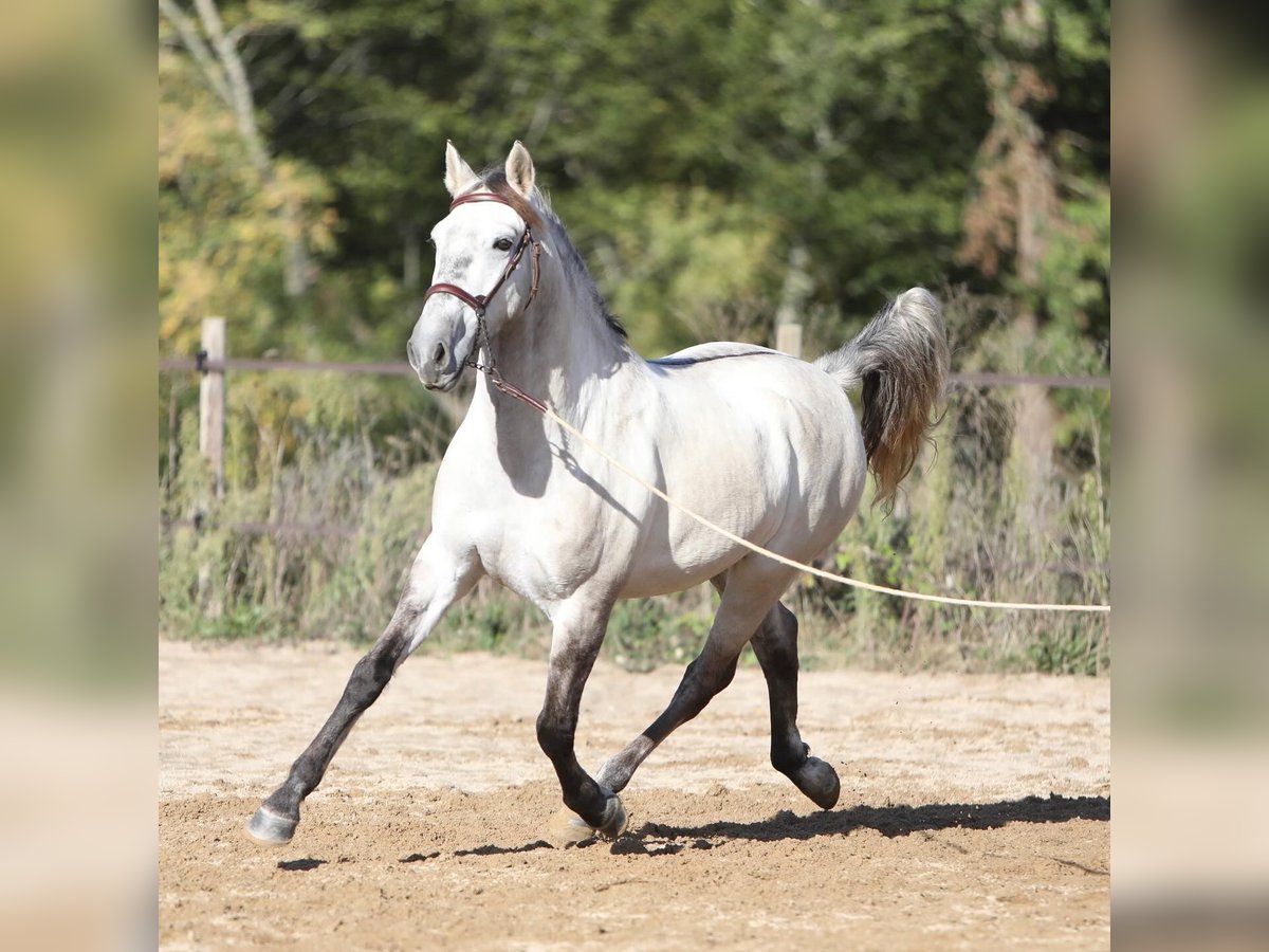 Sorraia Mix Gelding 3 years 15 hh Brown Falb mold in Vollore-Montagne