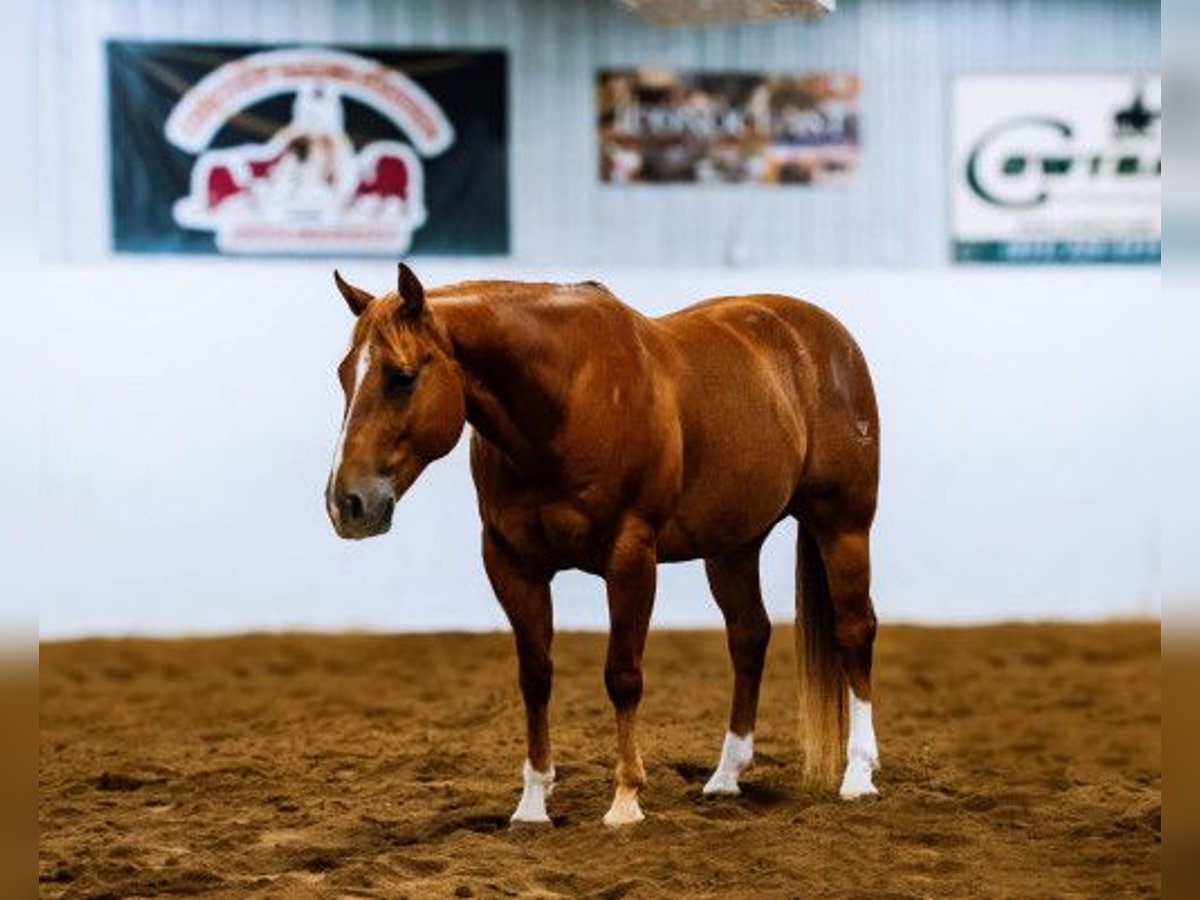 Sorraia Hingst 11 år Brun in bucarest