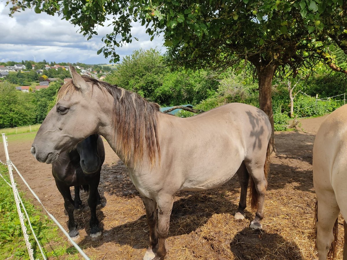 Sorraia Hongre 14 Ans 145 cm Grullo in Marpingen
