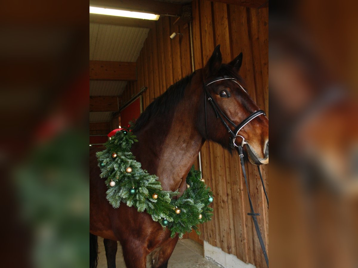 South German Coldblood Gelding 10 years 17 hh Brown-Light in Wilhelmsdorf