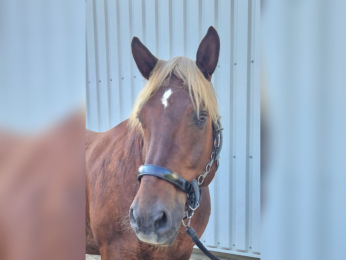 South German Coldblood Gelding 16 years 16 hh Chestnut in Au in der Hallertau