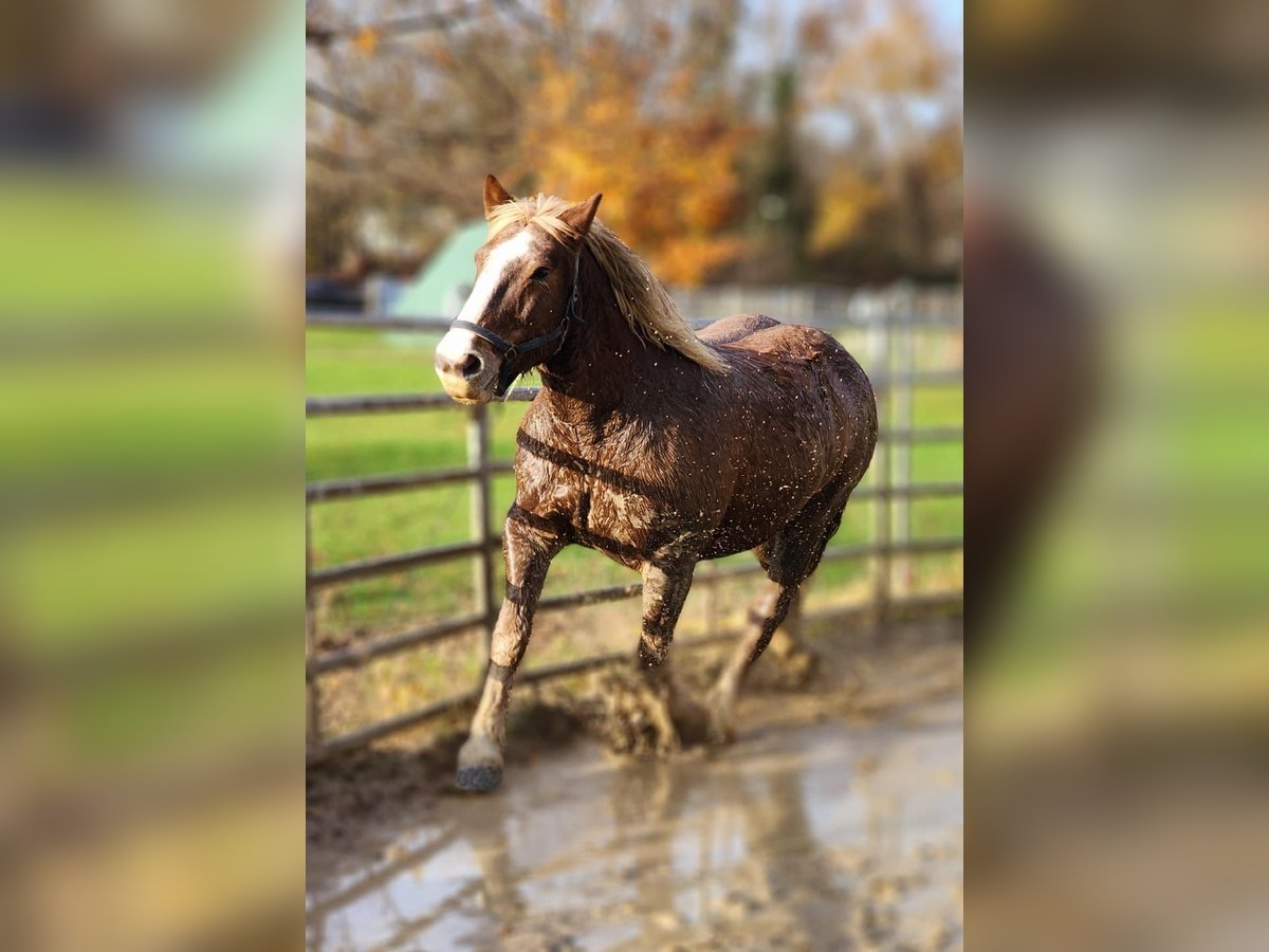 South German Coldblood Gelding 17 years 16 hh Chestnut in Ludwigshafen am Rhein