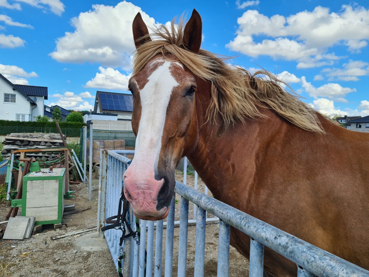 South German Coldblood Gelding 18 years 17 hh Chestnut-Red in Wassenberg
