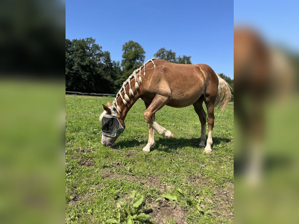 South German Coldblood Gelding 1 year 14,2 hh Chestnut in Holzkirchen
