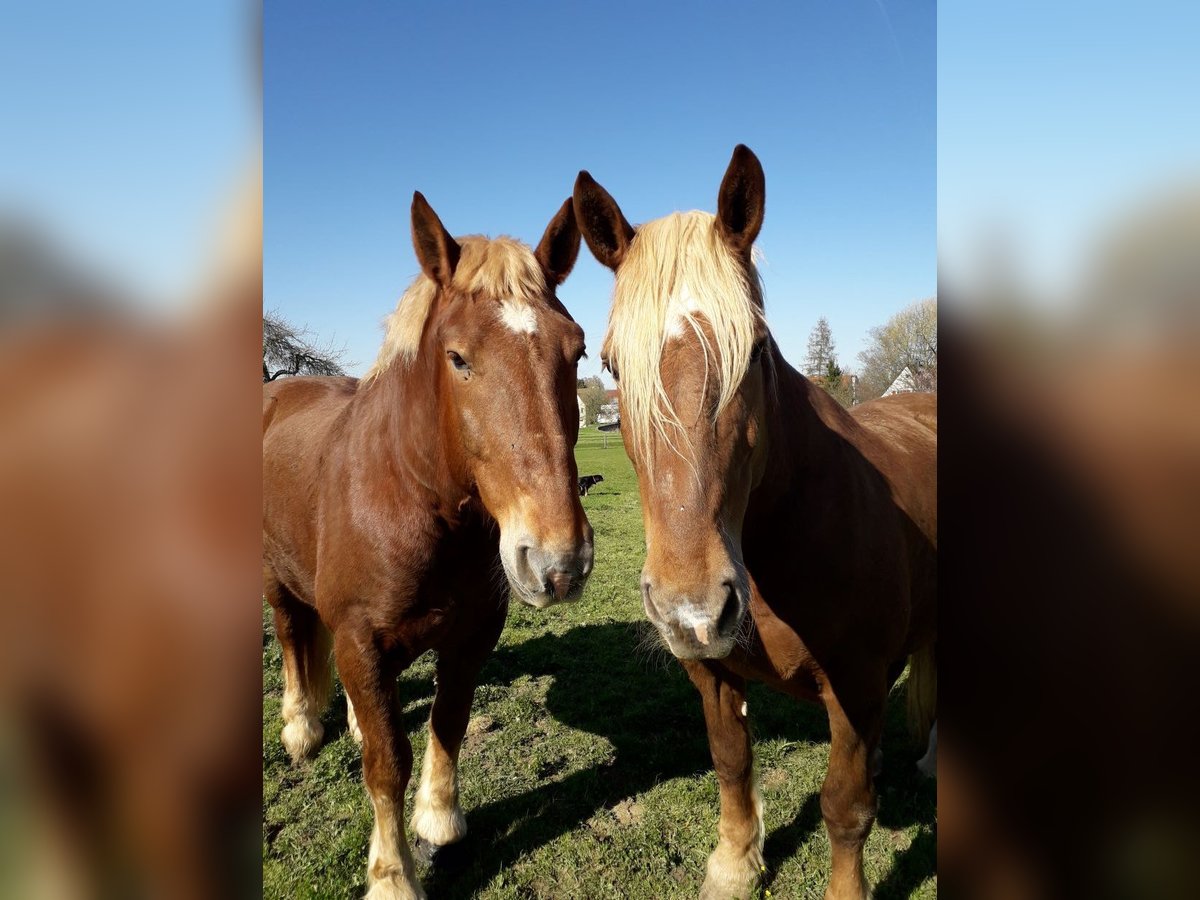 South German Coldblood Gelding 20 years 16,3 hh Chestnut-Red in Göppingen