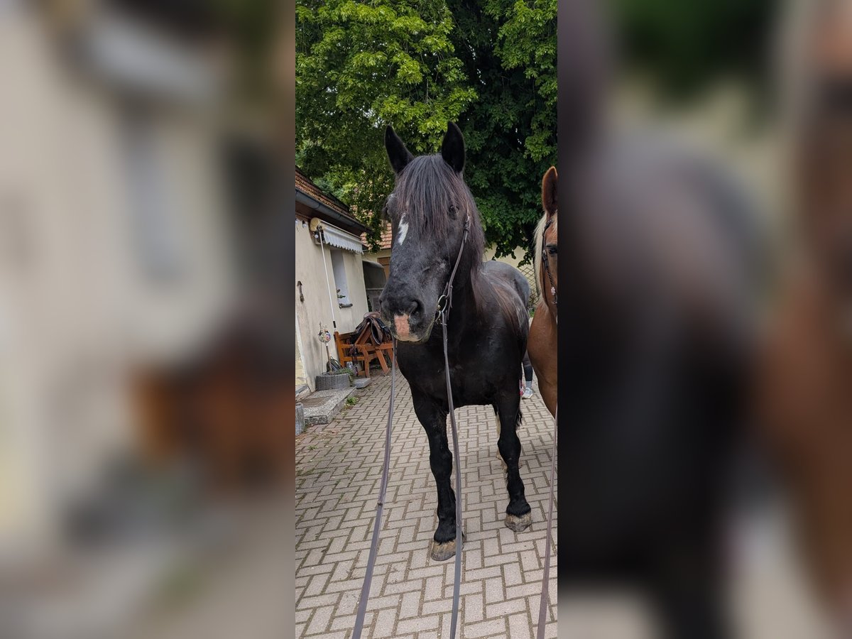 South German Coldblood Gelding 21 years 16,2 hh Black in Wei&#xDF;enohe