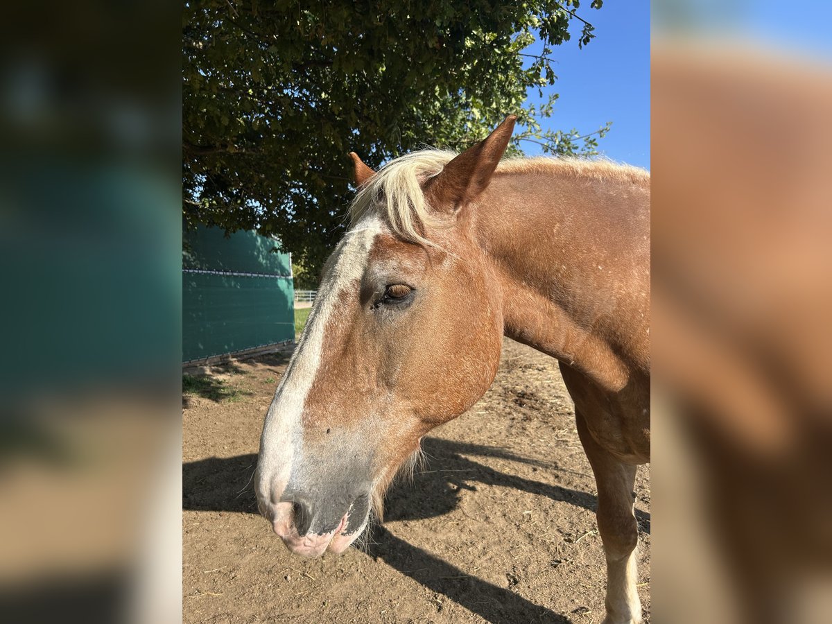 South German Coldblood Gelding 25 years 15,2 hh Brown-Light in Schwabenheim an der Selz