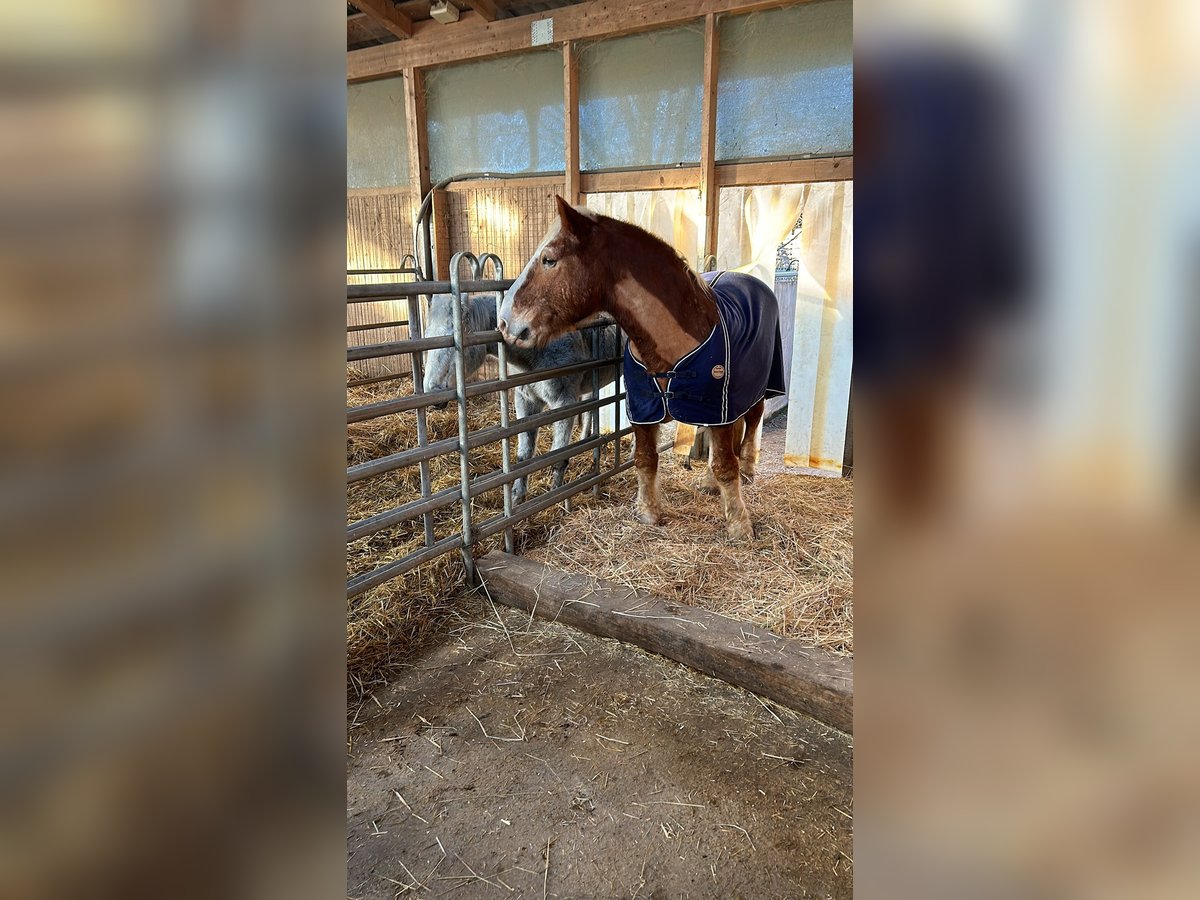 South German Coldblood Gelding 25 years 15,2 hh Chestnut-Red in Schwabenheim