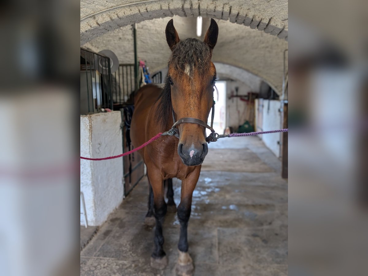 South German Coldblood Gelding 2 years 15,2 hh Brown in Pfaffenhofen an der Ilm