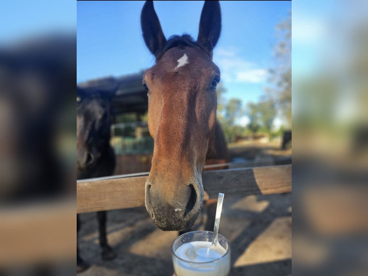 South German Coldblood Gelding 3 years 16,2 hh Brown in Engden