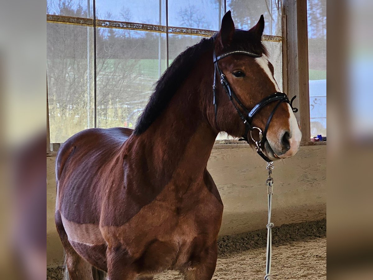 South German Coldblood Gelding 4 years 16,1 hh Brown in Stadlern