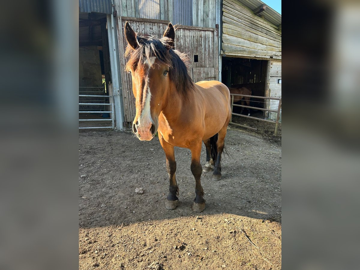 South German Coldblood Gelding 5 years 16,1 hh Brown in Baumholder